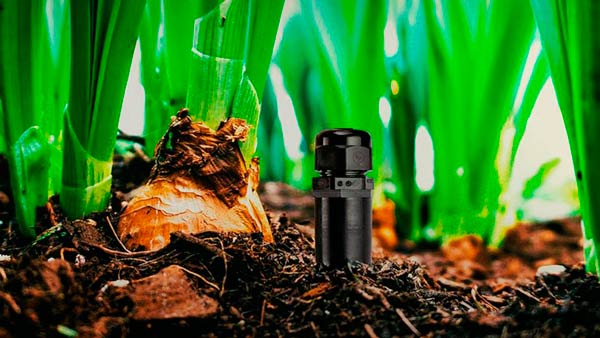 Bioo sensor utilizará electricidad a partir de la tierra y fotosíntesis de las plantas